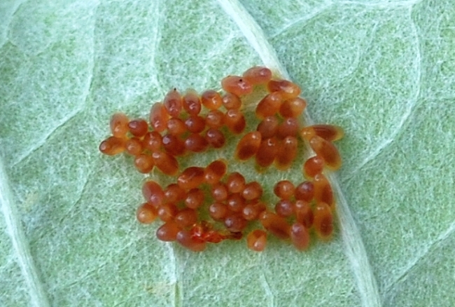 Crisolina lucida e ovature; no: Chrysomela populi